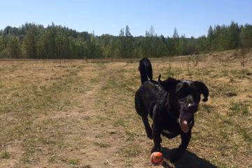 Dog Park at Connor's Bog photo 1